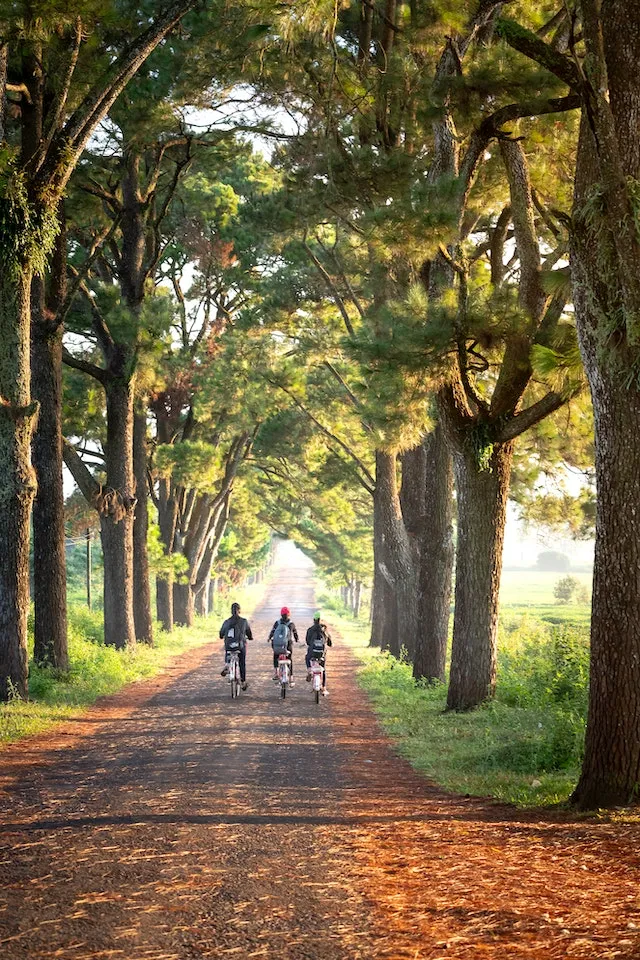 une famille se promenant à vélo dans un parc en toute sécurité sous des arbres élagués