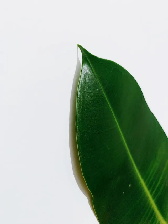 feuille sur fond blanc