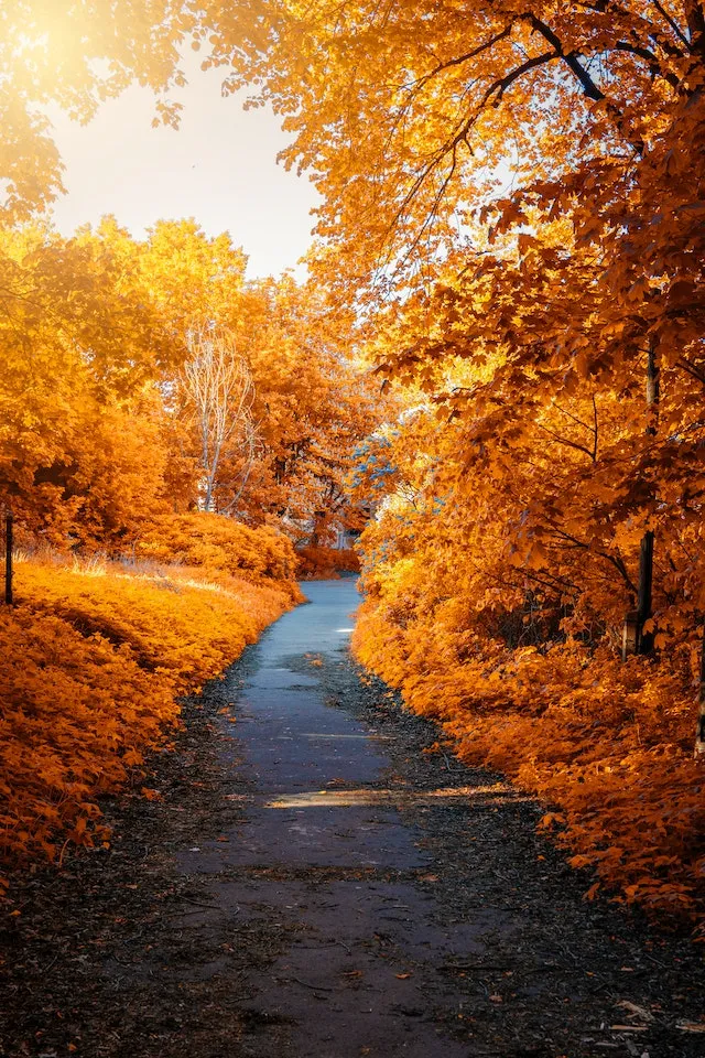 une route d'automne jonchée de feuilles