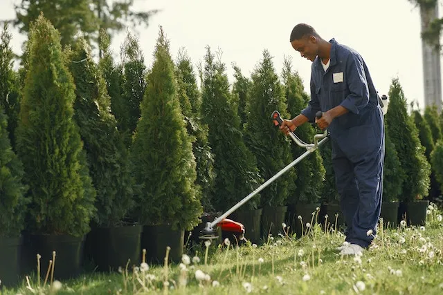élagage, abattage d'arbres  à Fougères à destination des entreprises et des particuliers